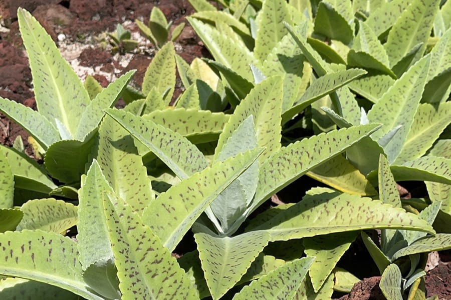 kalanchoe gastonis-bonnieri