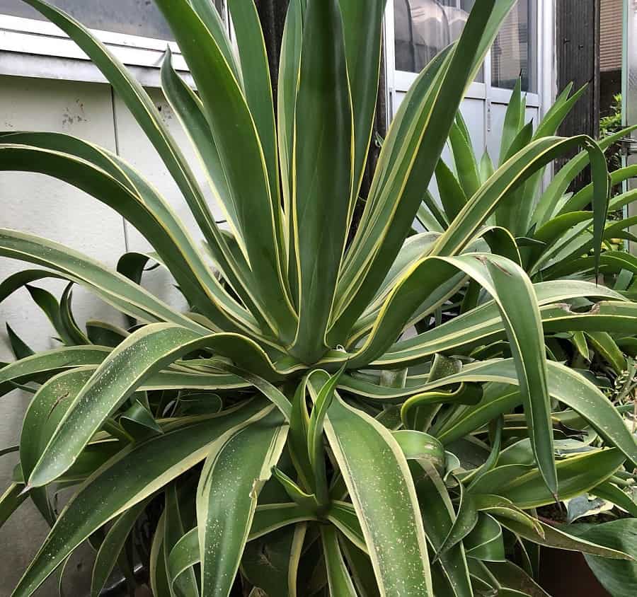 agave desmettiana variegata