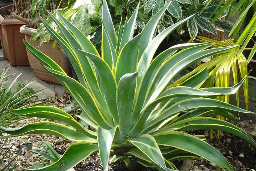 agave desmettiana variegata