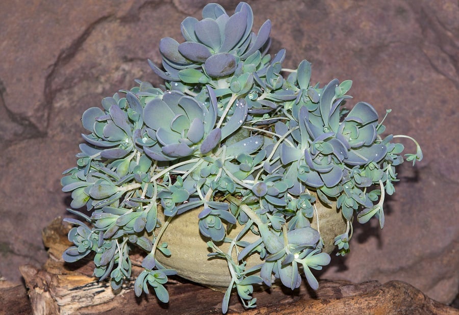 orostachys