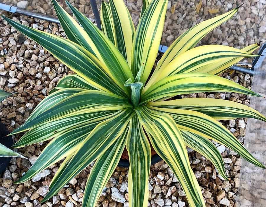 agave desmettiana variegata