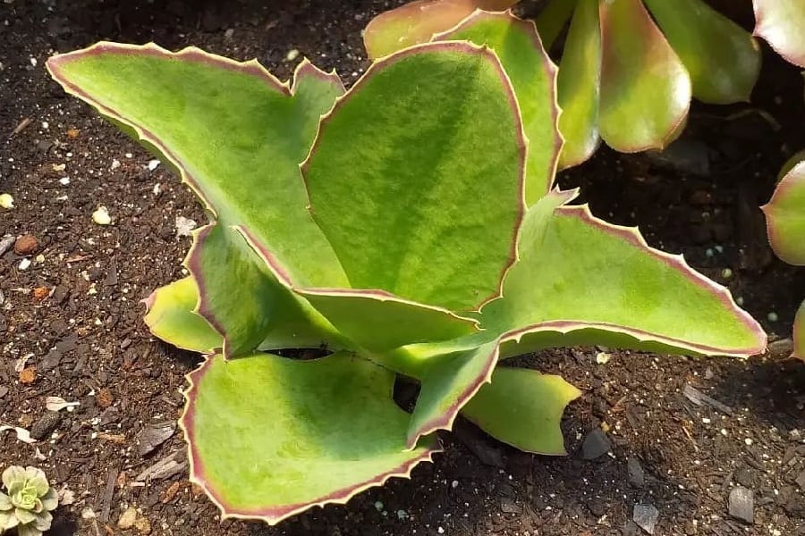 walking kalanchoe