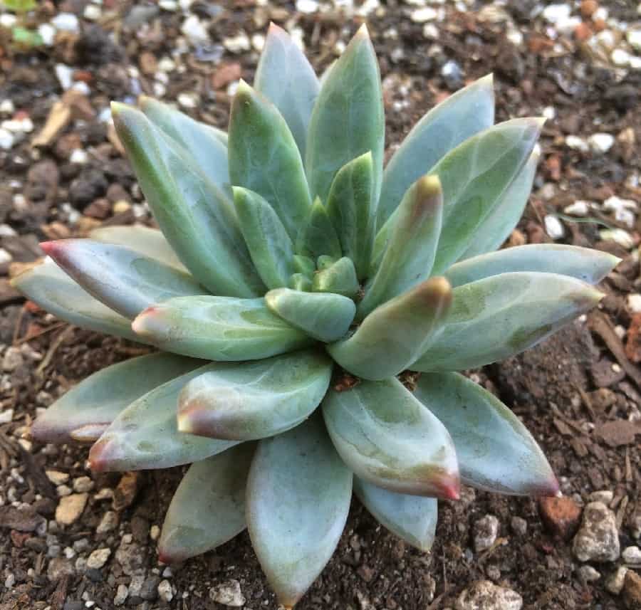 pachyveria glauca