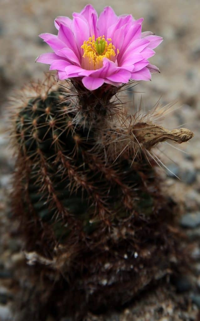 closeup spiny pincushion cactus desert garden