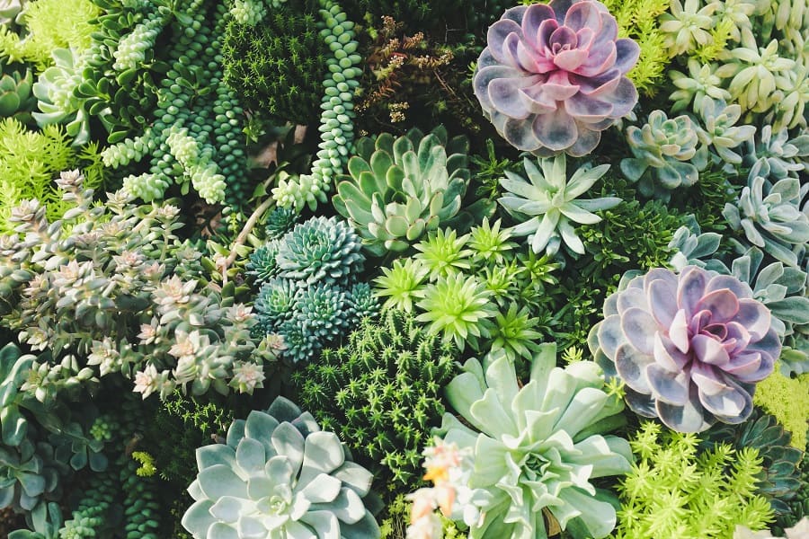 ideas for perfect succulent garden