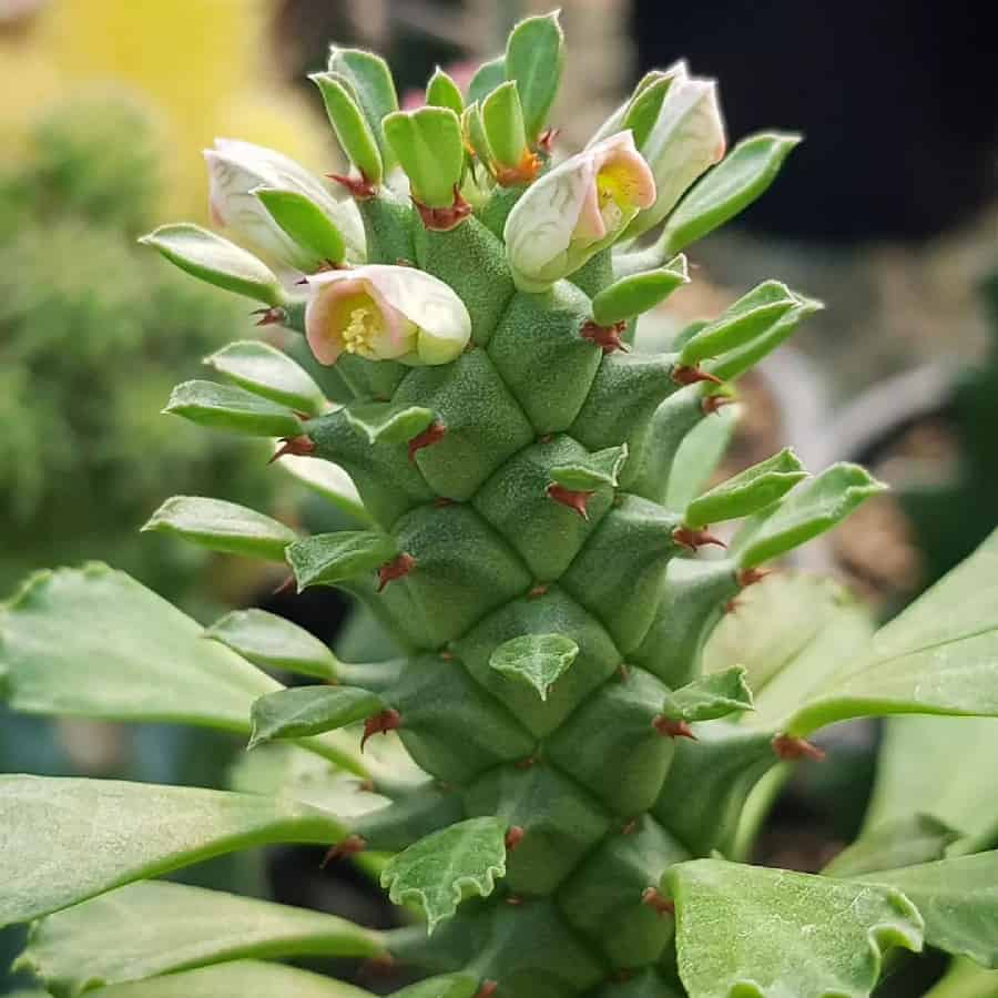 monadenium guentheri