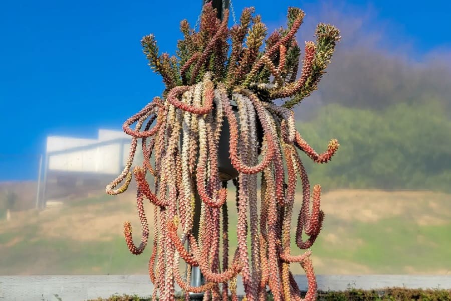 monadenium guentheri