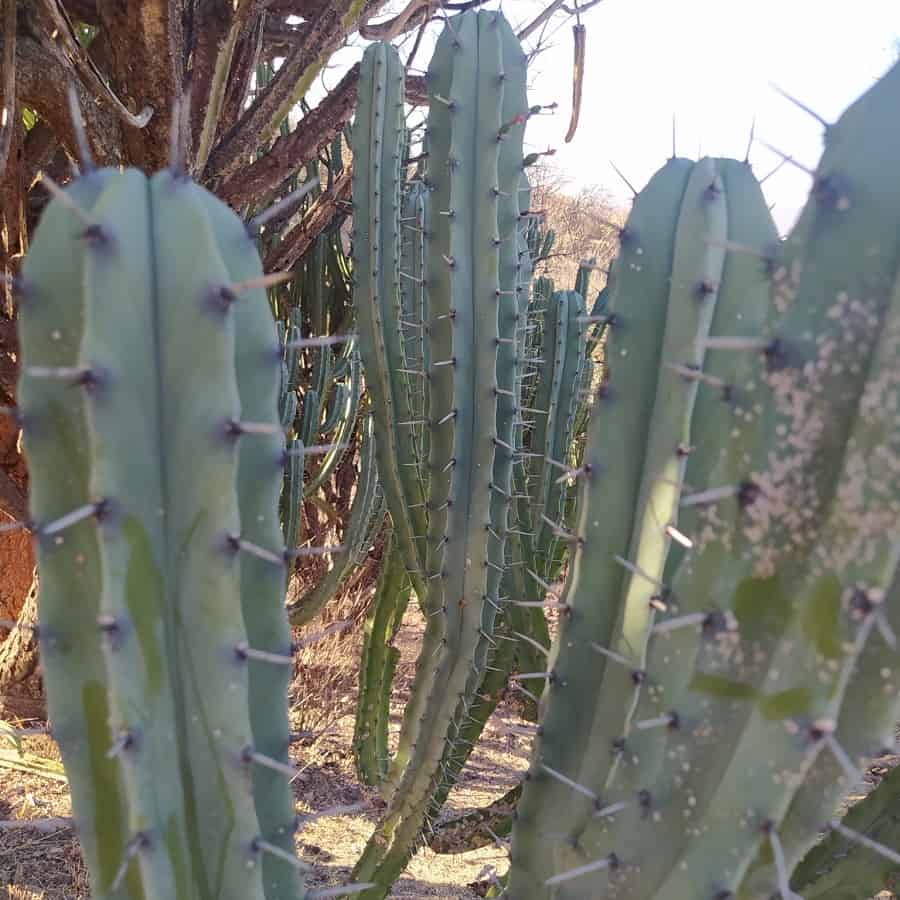 myrtillocactus geometrizans cacti