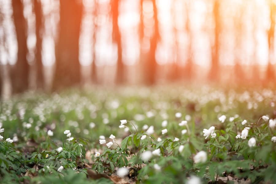 plants that grow well under pine tree