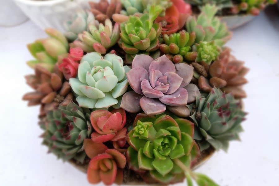 succulents for dorm room