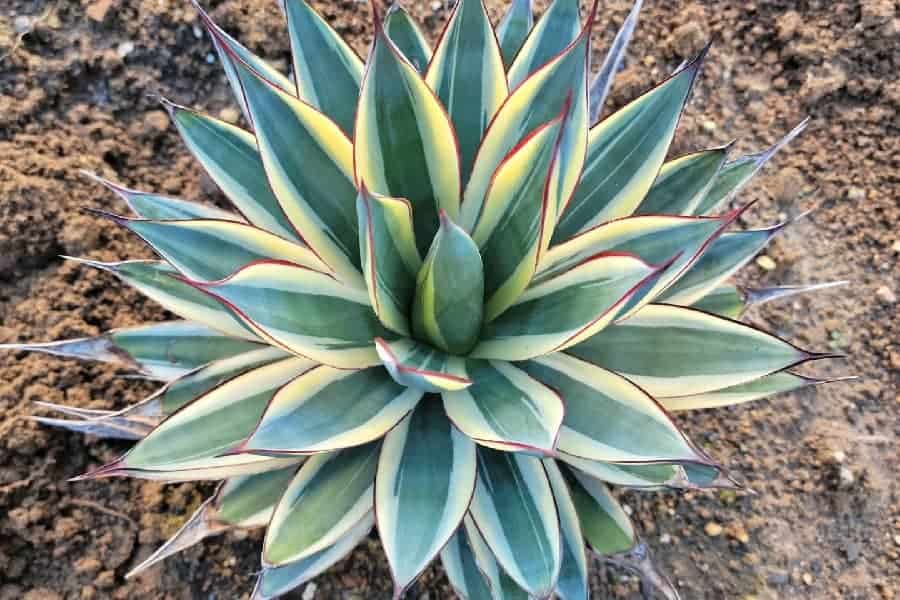 agave snow glow
