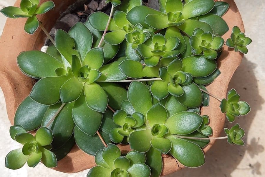 crassula orbicularis