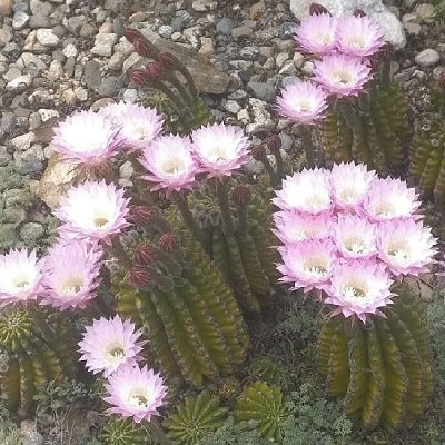 echinopsis eyriesii