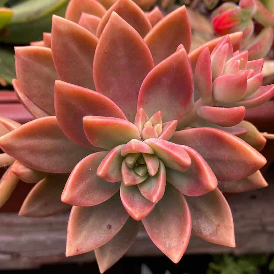 graptosedum california sunset