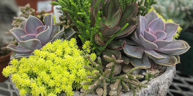 mini succulent rock garden