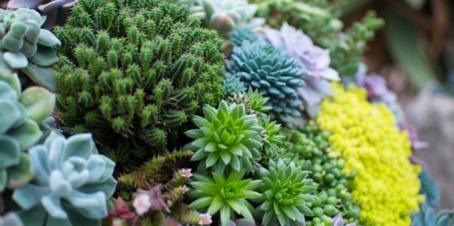 raised mound rock garden