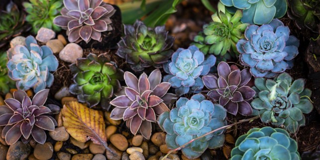 rosette succulents rock garden