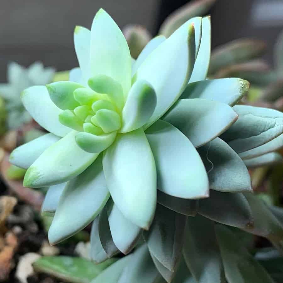 sedeveria blue burrito