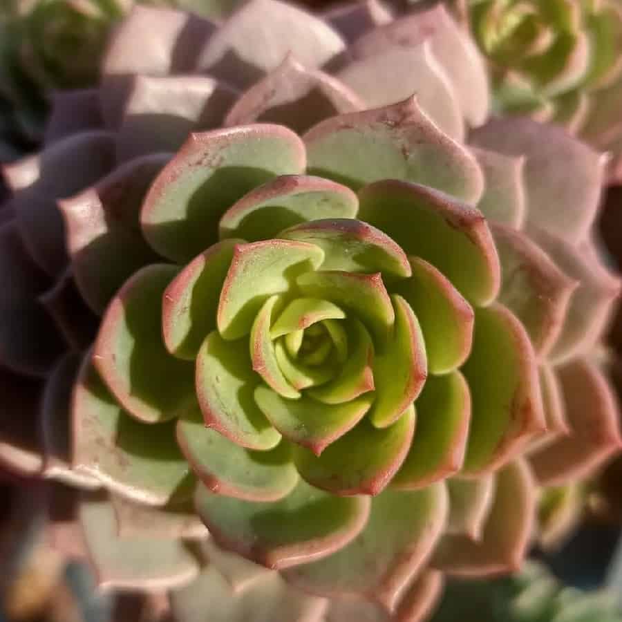 sedeveria green rose