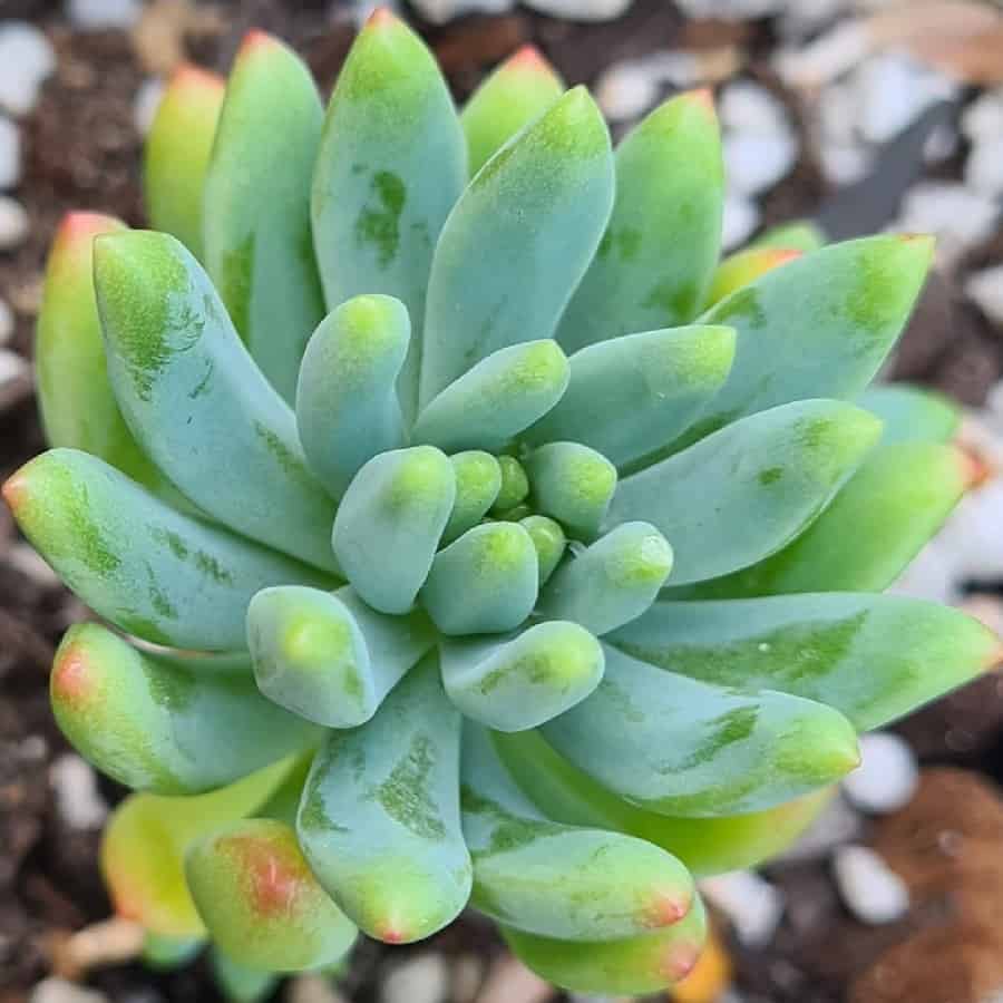 sedeveria hummelii