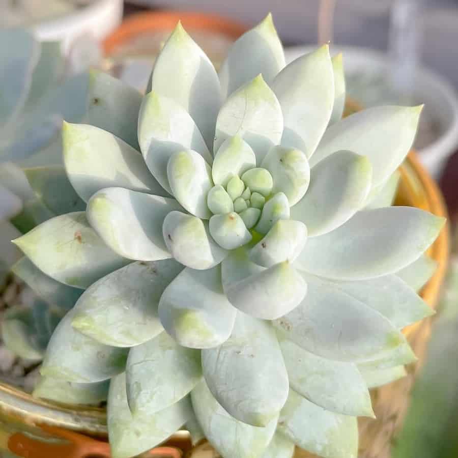 sedeveria lilac mist