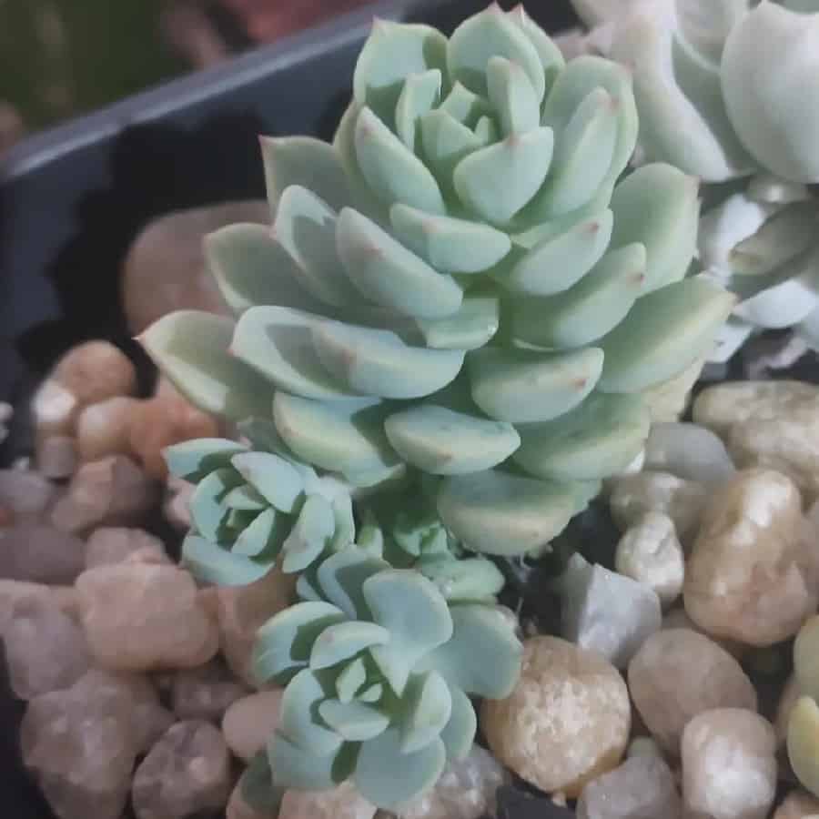 sedeveria spring jade