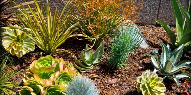 succulents with cacti rock garden