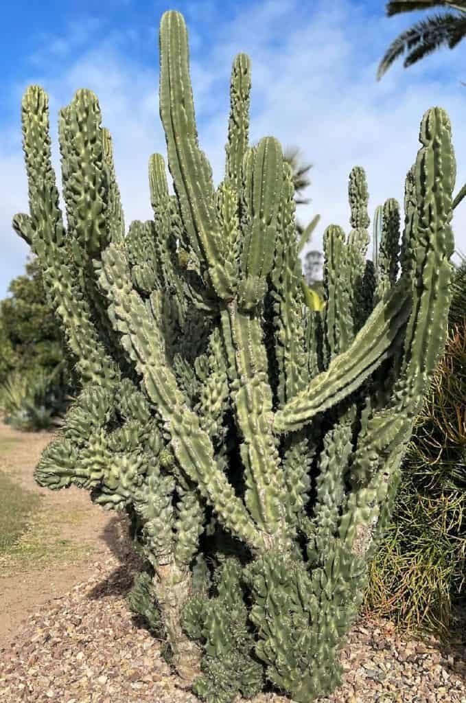 cereus peruvianus monstrose