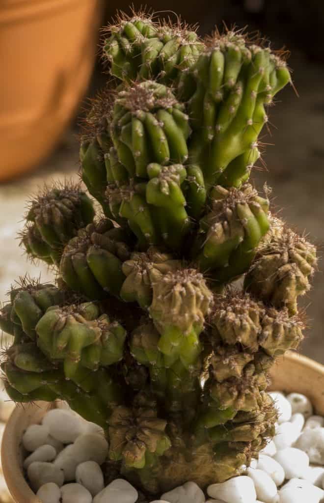 cereus peruvianus monstrose