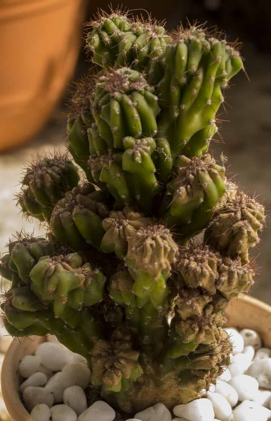 Cereus Peruvianus Monstrose Characteristics And Care Succulent Alley