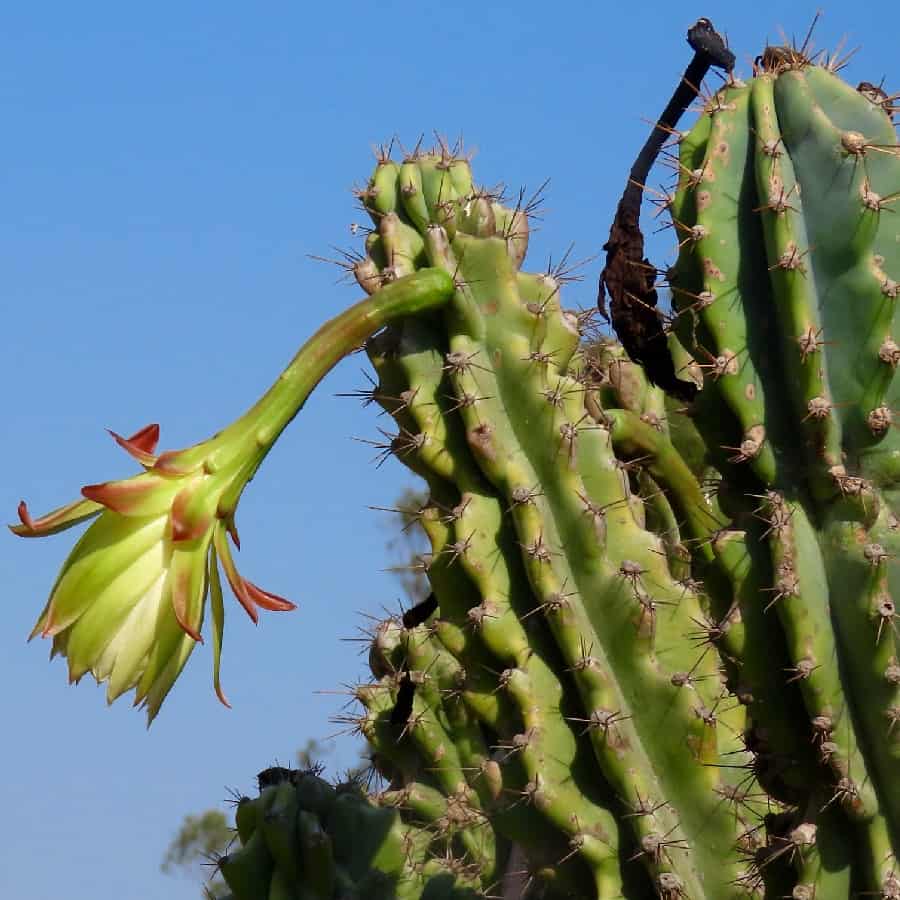 cereus peruvianus monstrose