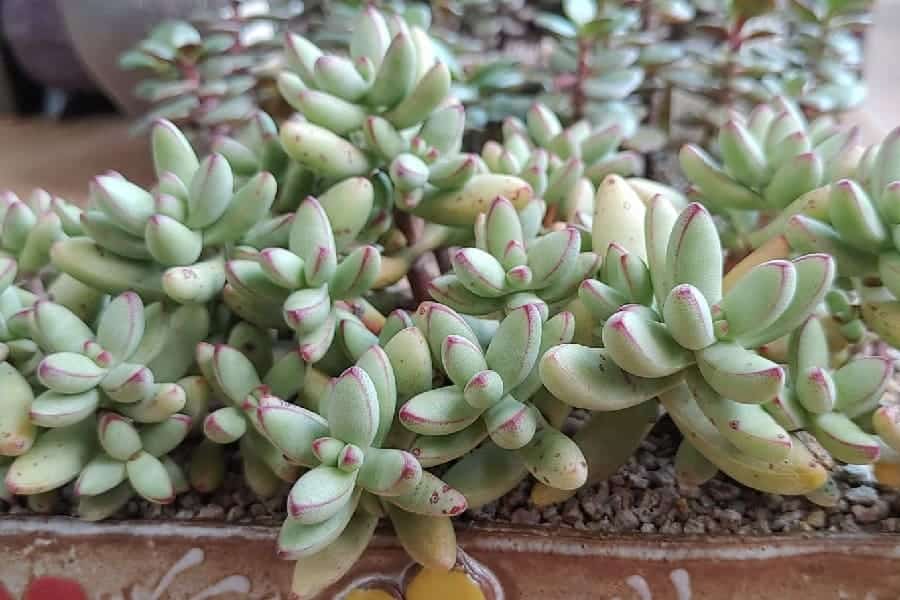 crassula nudicaulis