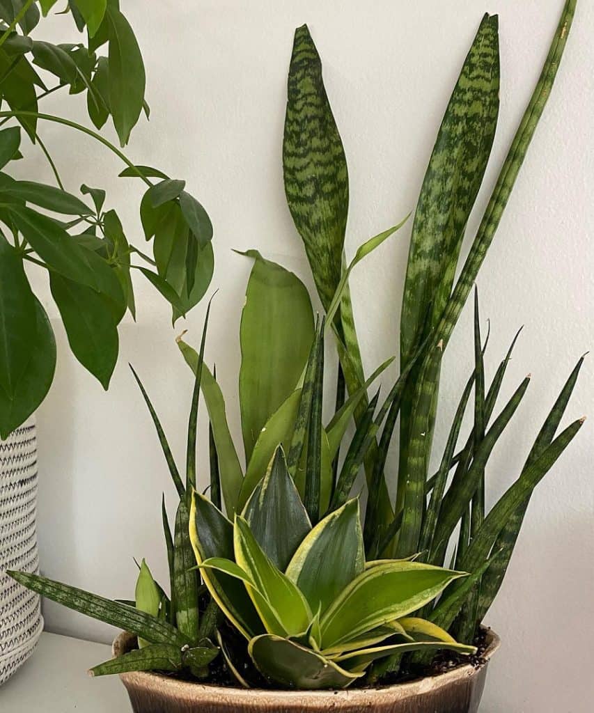 do snake plants grow better together