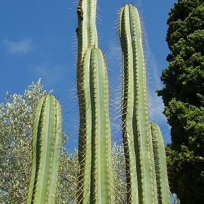 echinopsis macrogona