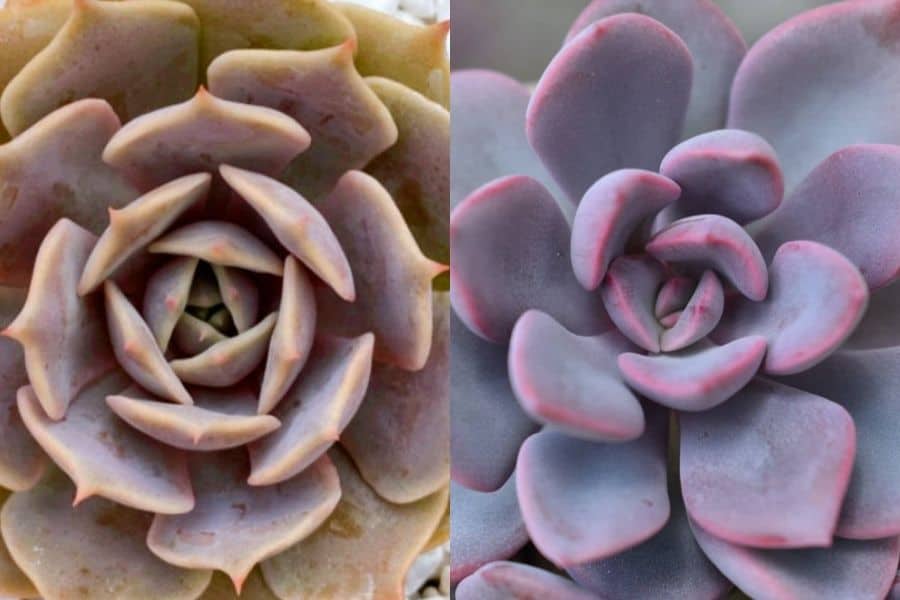 what is the difference between echeveria and graptoveria