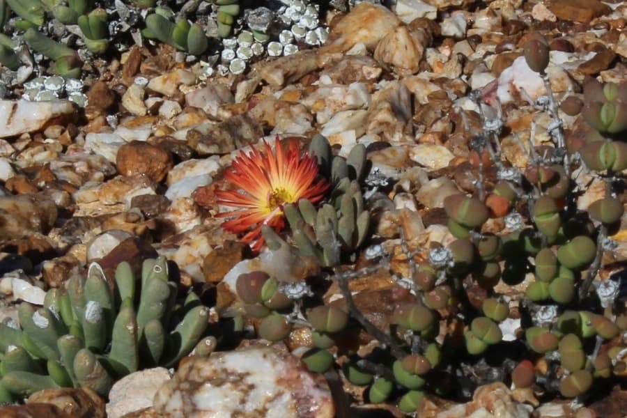 cephalophyllum caespitosum