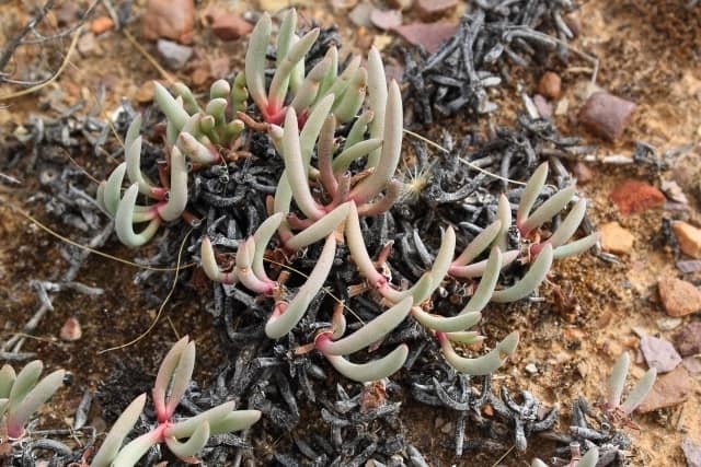 cephalophyllum corniculatum