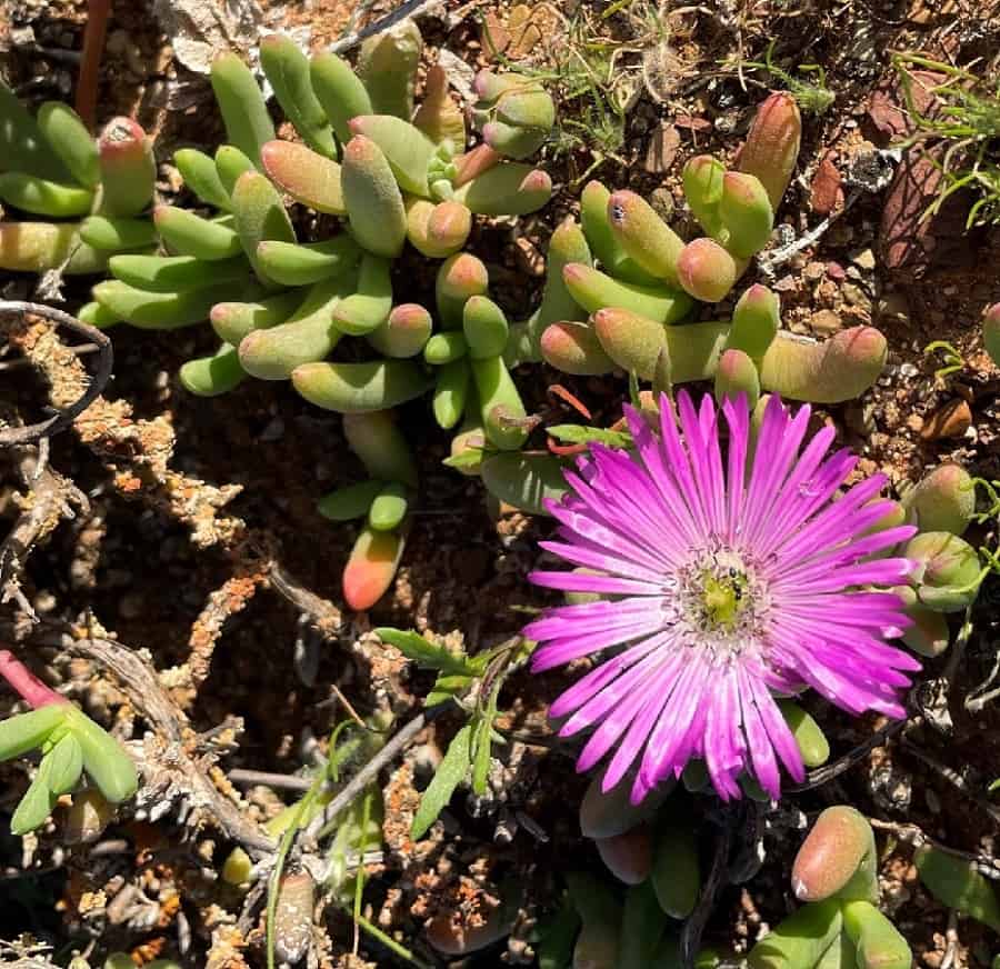 cephalophyllum curtophyllum