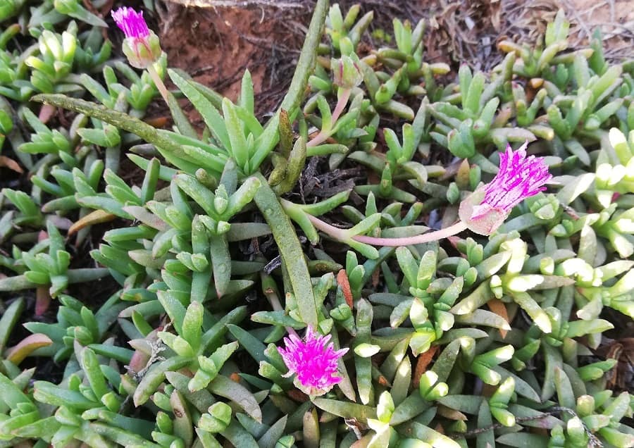 cephalophyllum diversiphyllum