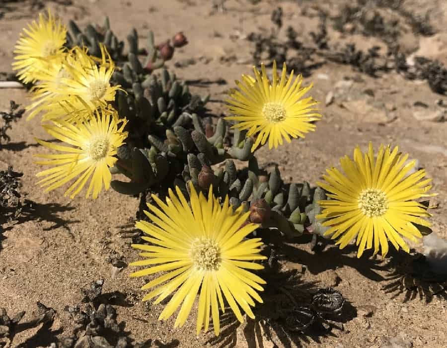 cephalophyllum ebracteatum