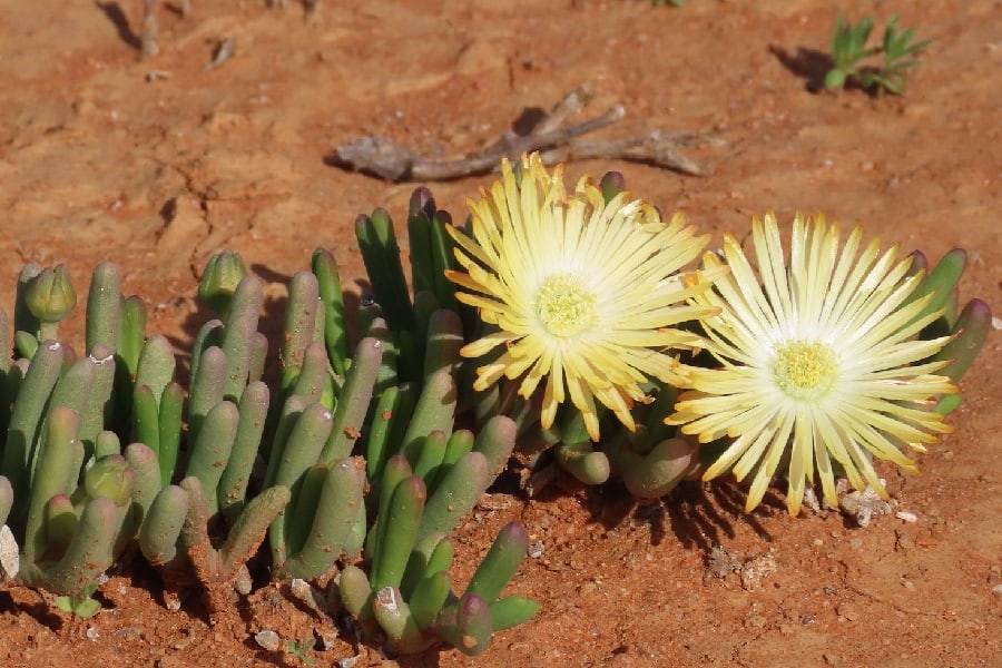 cephalophyllum framesii