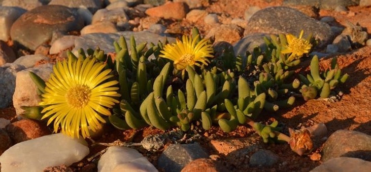 cephalophyllum goodii