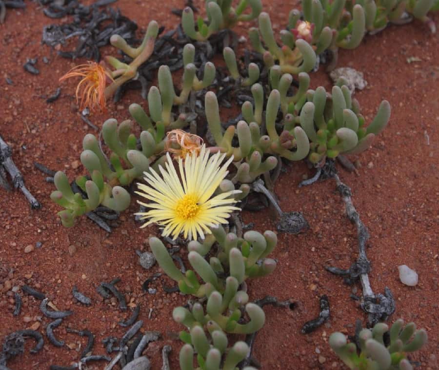 cephalophyllum inaequale