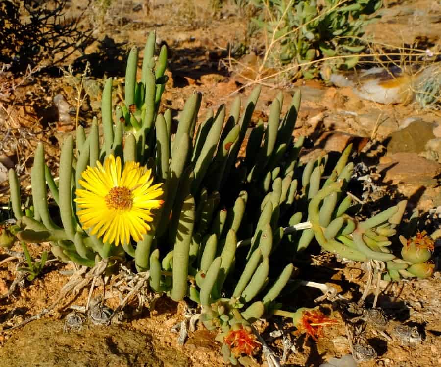 cephalophyllum numeesense