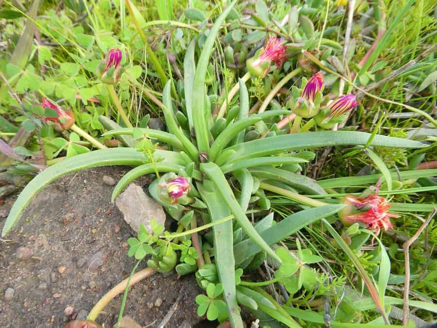 cephalophyllum parviflorum