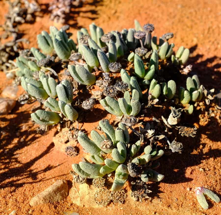 cephalophyllum pulchellum