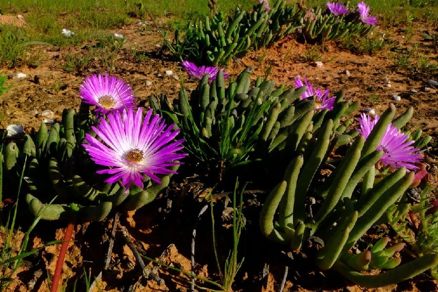 cephalophyllum pulchrum