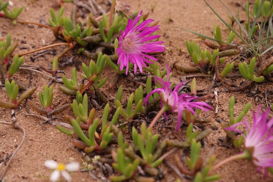 cephalophyllum rostellum