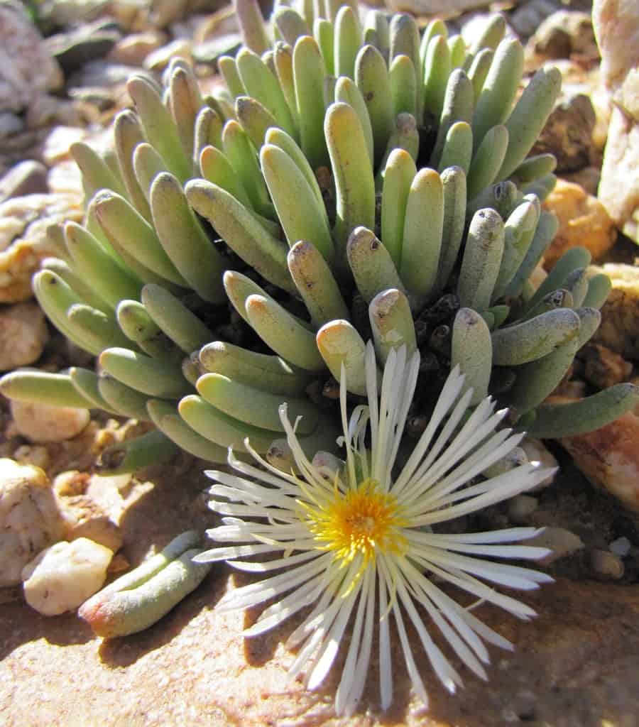 cephalophyllum staminodiosum