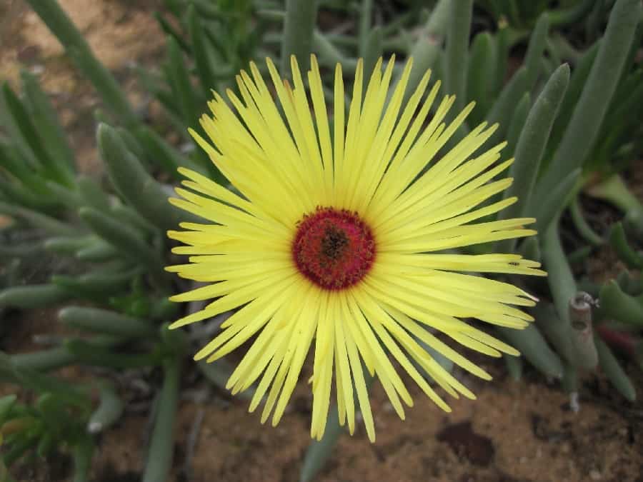 cephalophyllum tricolorum